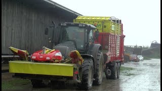 Getting 330 Cows In With a Tractor [upl. by Hallett]