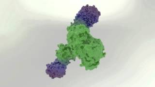 Bevacizumab AVASTIN Protein Molecule Structure in 3D Rendered on a GPU [upl. by Aciraj]