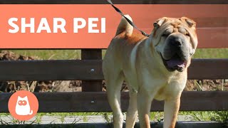 SHAR PEI 🐶🐾 Caring for the Wrinkliest Dog [upl. by Merrily]