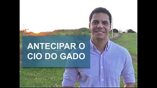 COMO ANTECIPAR O CIO DAS VACAS [upl. by Burrell]