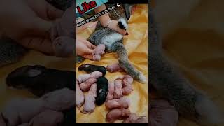 Rabbit giving birth cute baby 😍🐇rabbit cute animals baby cutebaby tranding vairalvideo [upl. by Mojgan630]