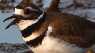 Killdeer bird call  song sounds [upl. by Rundgren]