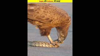 🦅 Eagle vs Vulture Fight animals vulture eagle [upl. by Ydnes]