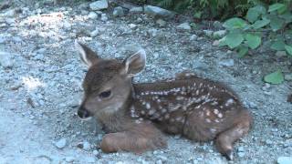 Baby Deer calls Logger quotMomquot [upl. by Guttery]