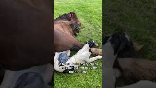 Horse Foaling 101 How to be PREPARED  Tips and Tricks [upl. by Anaitsirhc518]