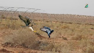 Amazing video of a falcon chasing its homing pigeon [upl. by Bamford]