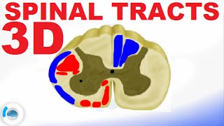 Spinal PathwaysTracts  Spinal Cord Anatomy [upl. by Reffinej]