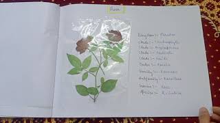 Herbarium File for class 11 herbarium BySumaiyakhan [upl. by Akihsar]