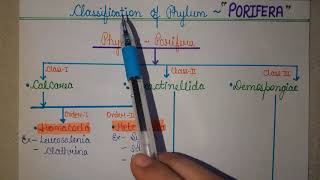 Classification of PhylumPorifera  Zoology  2020  Ashna Siddiqui [upl. by Aubyn903]