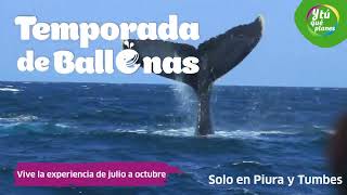 ¡Aventura con Ballenas 🌊🛶🐋 [upl. by Herm]