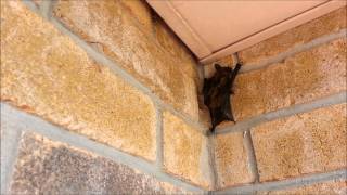 Bat Enters Home Through Smallest Opening [upl. by Keen560]