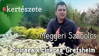 Spiraea x cinerea Grefsheim  Megyeri Szabolcs Kertészet [upl. by Alyled426]