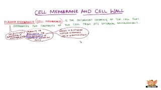 Cell Membrane and Cell Wall [upl. by Adnahsam]