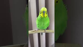 Shake your tail feather 🥰💚💛 budgielife cutebirds budgies [upl. by Gardener811]