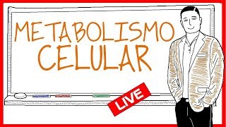 El metabolismo resumen [upl. by Haikezeh]