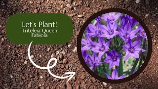 Lets Plant Triteleia Queen Fabiola [upl. by Nylahs540]