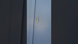 🧐LA MANTE RELIGIEUSE insectes vlog fypシ゚viral [upl. by Elon]