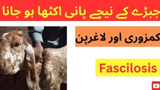 Fascilosis  Liver flukes infestation  Bottle jaw in goatsheepcattlebuffalo  Dr Muhammad Saif [upl. by Eyram]