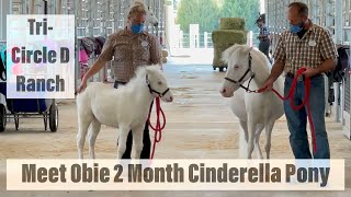 Meet OBIE  Disneys TriCircle D Ranch CINDERELLA Pony  2 Months Old  Jan 7 2021  Disney Horse [upl. by Alan528]