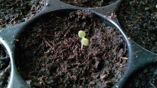 Growing paulownia tomentosa from seed step by step 271116 part1 [upl. by Ajnot941]