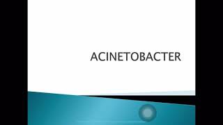 Acinetobacter [upl. by Alleuqcaj]