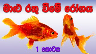 මාළු රතු වීමේ රෝගය  1 කොටස   Malu rathu wime rogaya  Part 1 [upl. by Luise176]