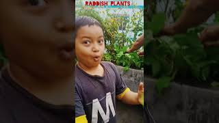 ISHAN HARVESTING REDDISH IN OUR ROOF GARDEN ishanspeaking vegetables raddishcultivation [upl. by Tonya]