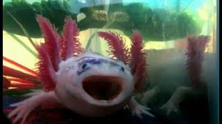 Axolotl Yawn Compilation [upl. by Isewk451]