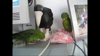 Lineolated Parakeets How to unpack little gifts ♥♥♥ [upl. by Spancake633]