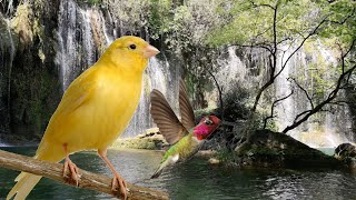 Sonido de Agua Cayendo Por una Cascada con Pájaros del Bosque  12 Horas ASMR Para Dormir Descansar [upl. by Moncear258]