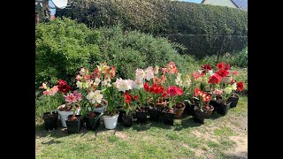 Amaryllis in bloom 1st Hippeastrum tour 2020 [upl. by Falzetta775]