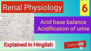 Acid base balancerenal acidification of urinerenal physiologymbbs [upl. by Aynek]