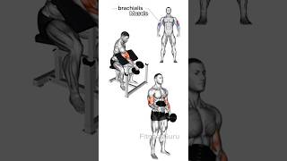 4 Effective Exercises for Biceps Brachialis Growth biceps brachialis exercise [upl. by Sanalda443]