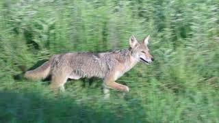 Coyote sighting in Great Smoky Mountains National Park [upl. by Rimola]