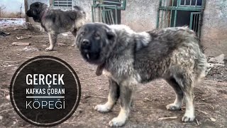 SAFKAN KAFKAS ÇOBAN KÖPEKLERİ IĞDIRDA [upl. by Madlen]