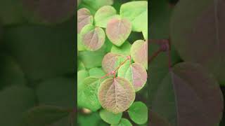 🌹¹⁸☆•³ Katsura Tree Cercidiphyllum japonicum in CaramelTree Family Cercidiphyllaceae [upl. by Amadeo]