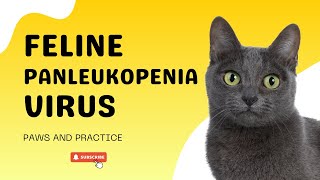 Feline Panleukopenia Virus Infection in Cats  FPV  Paws and Practice  Educational Video [upl. by Emsoc]