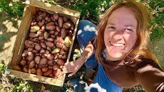 😡Otra vez me ROBAN las PATATAS cosecho  de 25 KILOS del huerto Cocino en fuego en el campo [upl. by Nylorac]