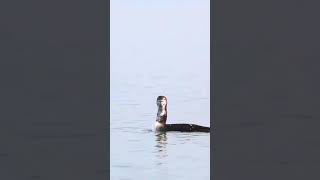 Common Loons Calling birds nature shorts [upl. by Ohnuj]