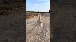 Road runner  😂 viralvideo youtubeshorts sweet love funny [upl. by Carmon]