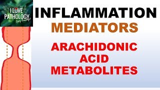 Inflammation Vascular events and leukocyte migration [upl. by Akibma]