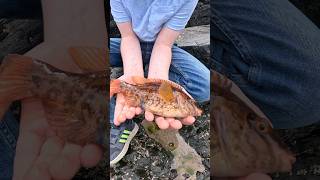 AWESOME FISHING TRIP COLOURFUL WRASSE fishing shorts fish shortvideo summer nature sea [upl. by Asilat]