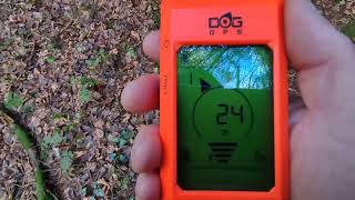 DogTrace X20 GPS 2nd test Sitka Spruce [upl. by Lockwood]