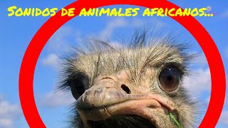 🍀❤ Sonidos de Animales Africanos para bebés y niños 🍀❤ [upl. by Atikaj]