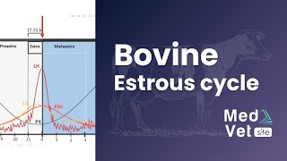 Bovine estrous cycle [upl. by Islek652]