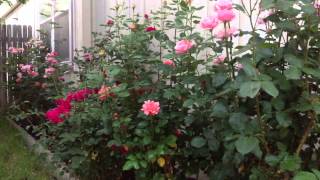 How to Naturally kill rid insects Aphids from Roses amp Garden DIY [upl. by Mcgurn]