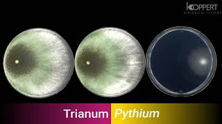 TrianumP controlla Pythium ultimum in vitro [upl. by Toor]