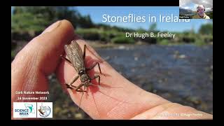 Stoneflies by Hugh Feeley  Cork Nature Network [upl. by Pelagia932]