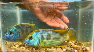 Nimbochromis venustus • Update • [upl. by Norrat]