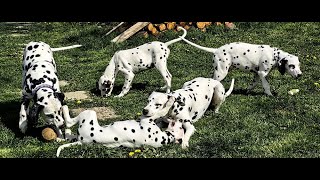 Great love and parting follows  dalmatians puppy amp grandma [upl. by East]